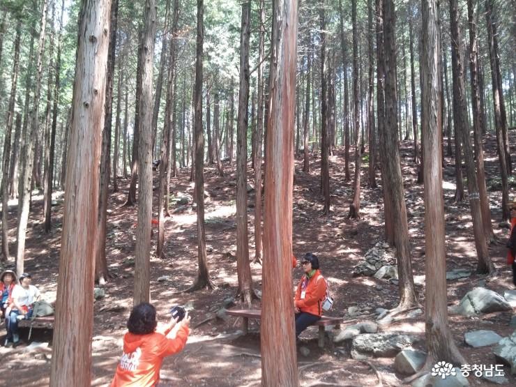 피톤치드 가득한 성주산휴양림 편백 나무숲
