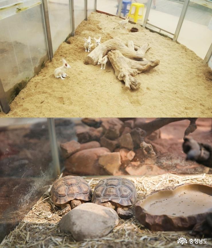 사막여우야 안녕?… 볼거리 많은 아산 생태곤충원 사진