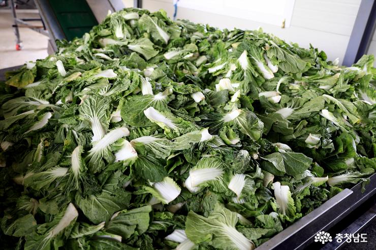 밭에서 수확해 이젠 삶아서 가공하기 위해 사비팜 공장으로 가져온 우거지용 배추 겉잎.