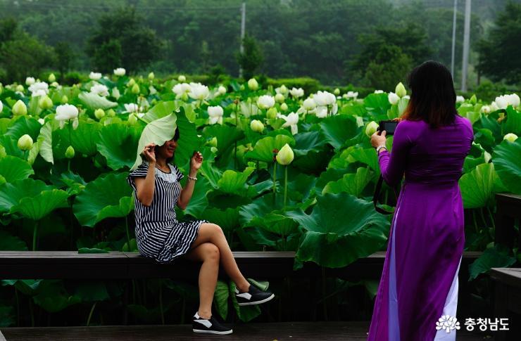 연꽃을 배경으로 외국인 여성들이 기념촬영을 하는 모습