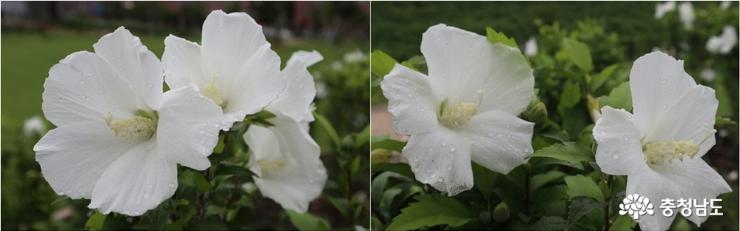 순백색의 배달계 홀꽃으로 단정한 꽃이 피어나는 ’장문’