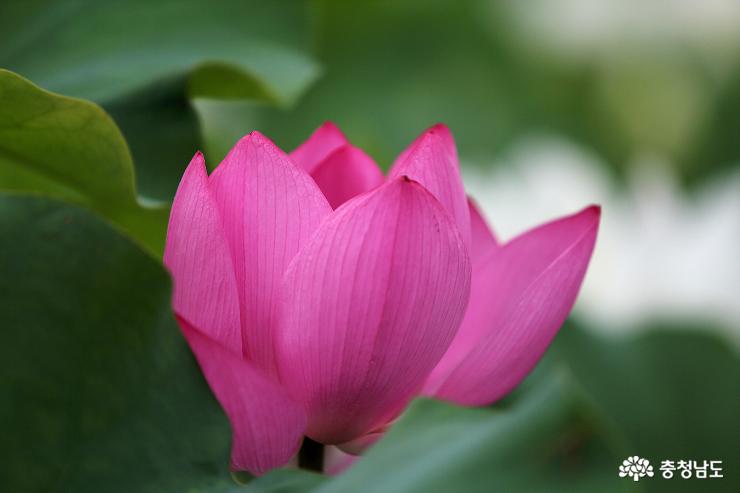 아름다운 연꽃과 향기로 반기는 부여 서동공원 사진