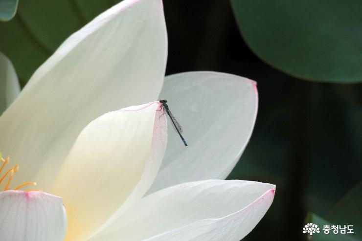 아름다운 연꽃과 향기로 반기는 부여 서동공원 사진
