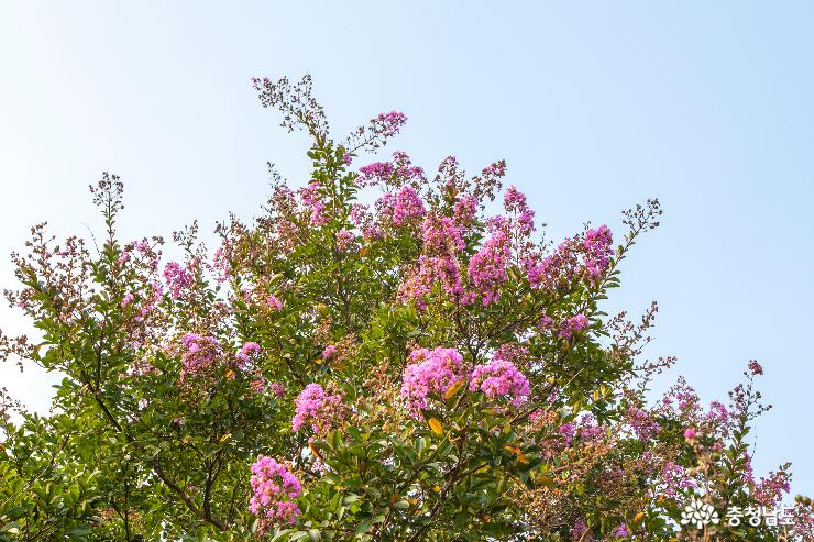 가장 뜨거울 때 가장 화사한 꽃,  배롱나무 사진