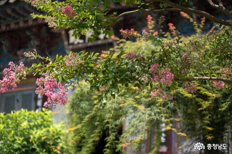 배롱나무꽃 피어나는 천안 광덕사 풍경 사진