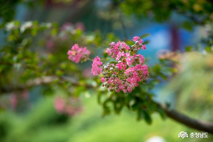 배롱나무꽃 피어나는 천안 광덕사 풍경 사진
