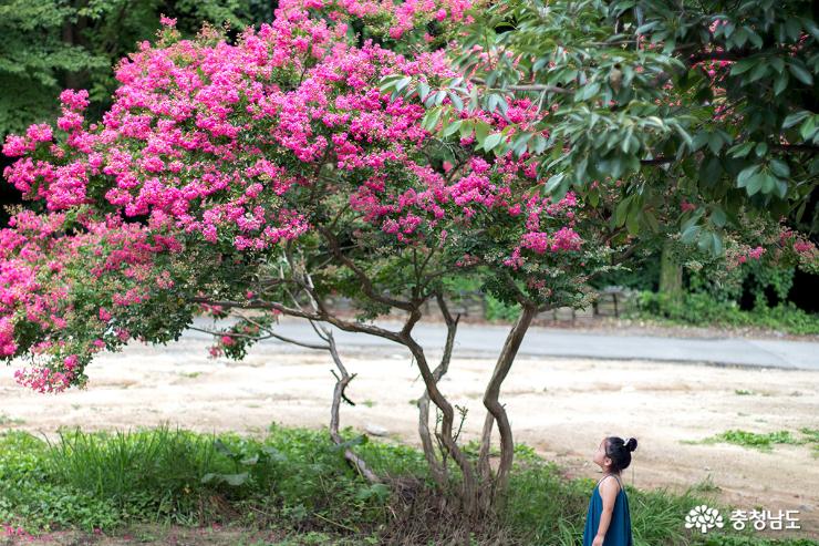광덕사에 활짝핀 배롱나무꽃 사진