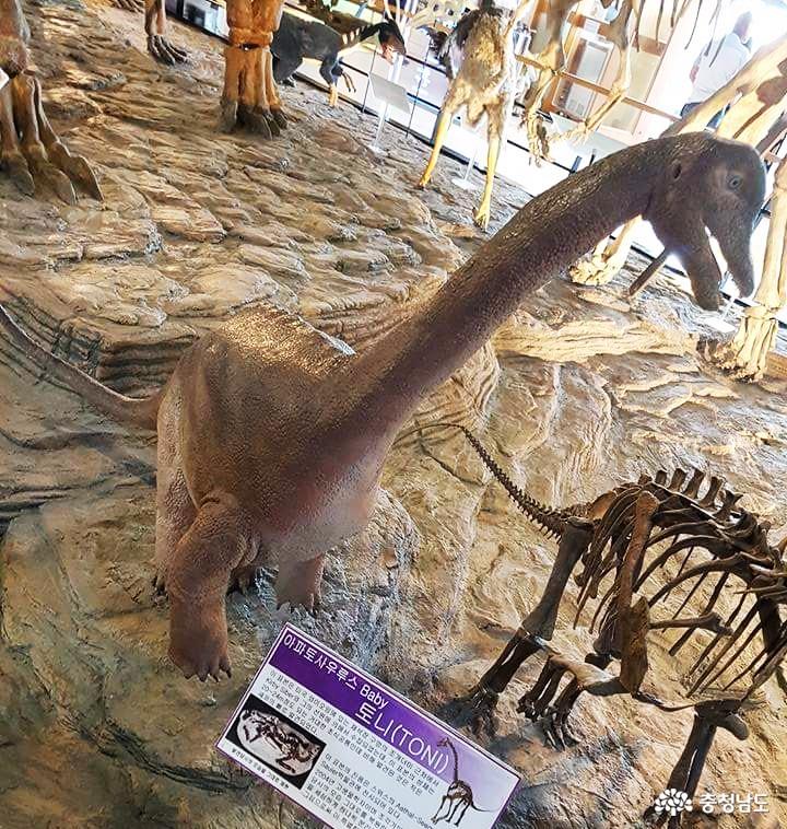 신비로운공룡의세계안면도공룡박물관 7