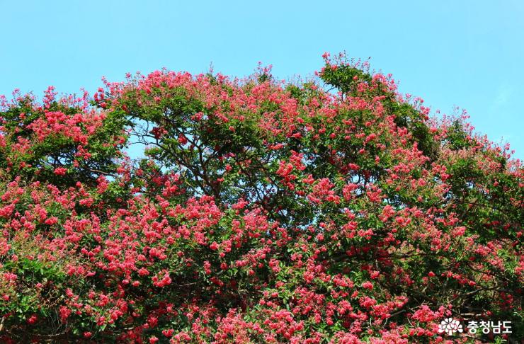 파란 하늘과 조화를 이룬 배롱나무꽃