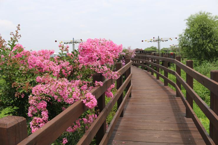 배롱꽃, 연꽃  피어나는 예당호 생태공원