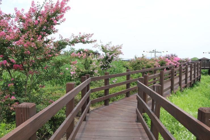 배롱꽃, 연꽃  피어나는 예당호 생태공원 사진