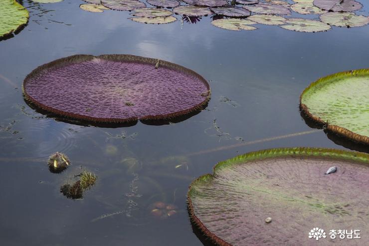 빅토리아 연꽃 봉우리가 물 밑에 한가득이다.