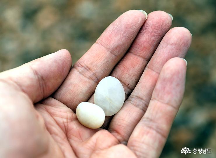 파도리 해안에서는 조약돌을 집어들기만 하면 이렇게 수천년 파도에 씻겨 예쁘게 다듬어진 조약돌이 손에 잡힌다.