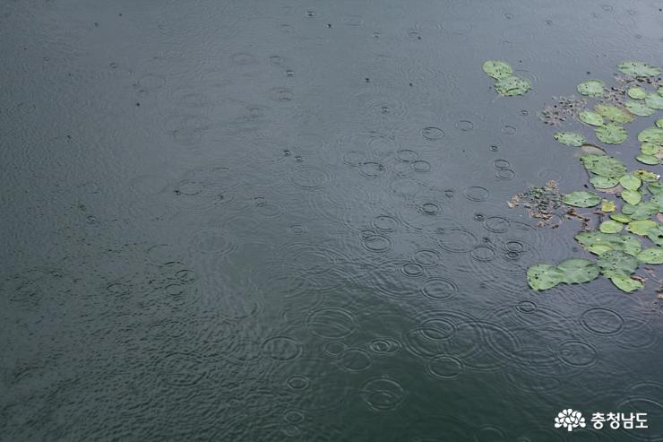 비오는날 천안 천호지 산책 사진
