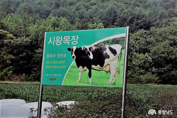 작년말 충남 농어촌발전상, 2015년과 2013년 전국대회 우수상 받은 예산의 홀스타인 젖소농장인 시왕농장