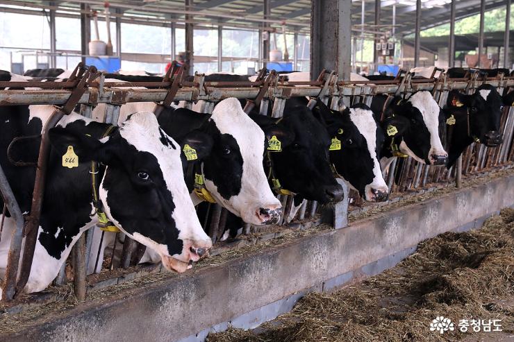 홀스타인은 모든 젖소 품종 중에 우유생산 능력과 육우로서의 기능이 가장 훌륭하다고 알려져 있다.