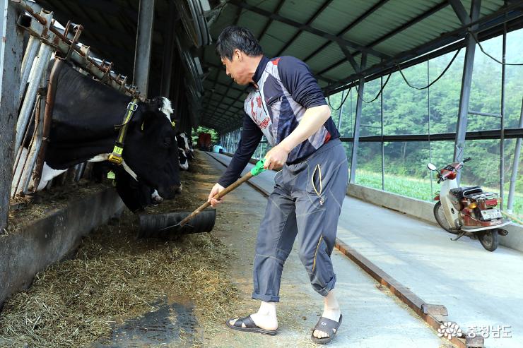 윤희구 대표가 젖소들에게 일용할 양식으로 건초를 주고있다.