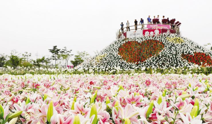 관광객들이 100여종의 백합꽃을 즐기고 있다.