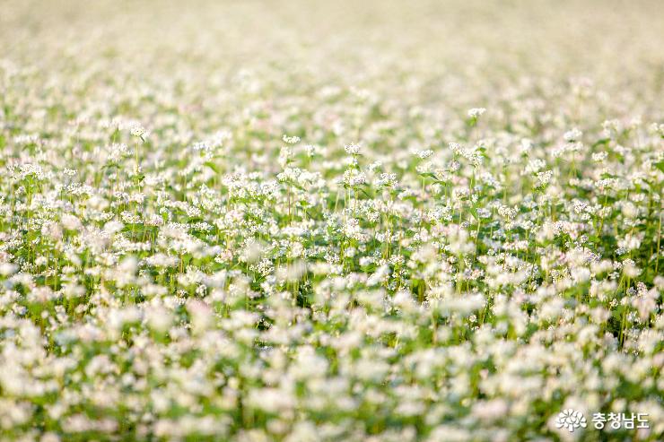눈부시게 하얀 백마강 메밀꽃밭 사진