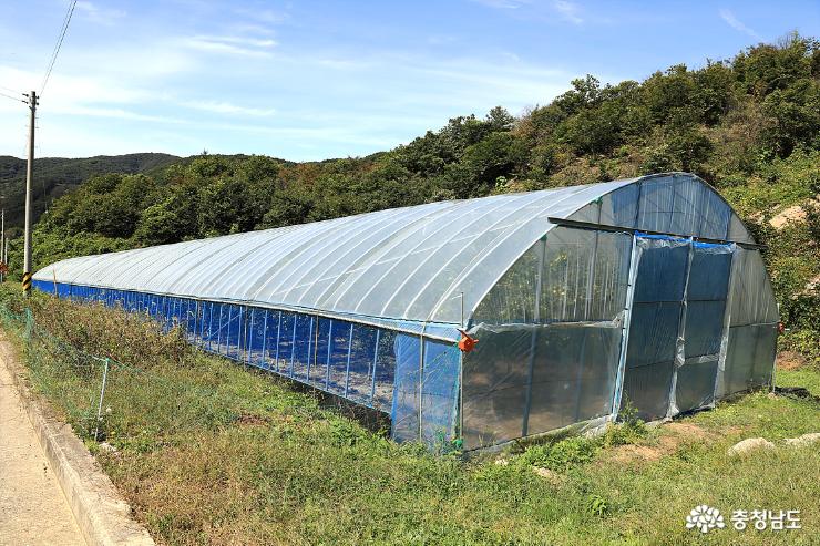 칠갑산자락 아래서 왕대추 농사를 짓고 있는 연구회 박종호 회장의 하우스 관수시설 재배현장