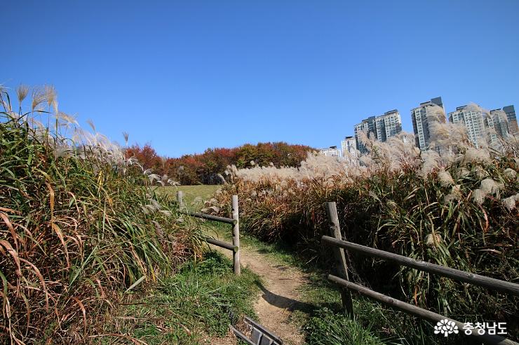 가을 인생사진은 천안 아산 지산공원에서 사진