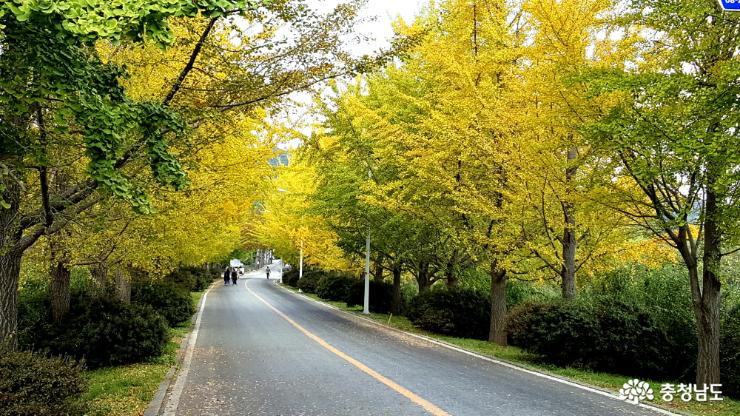 노란 은행잎이 아름다운 거리