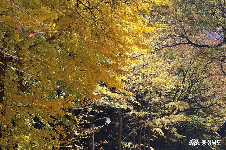 가을을 흠뻑 느끼고 온  광덕사 사진