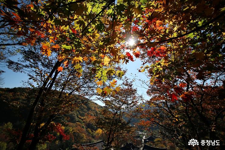 가을을 흠뻑 느끼고 온  광덕사 사진