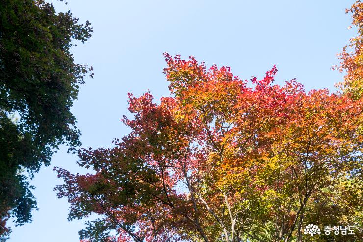가을 걷기좋은 독립기념관 단풍나무 숲길 사진
