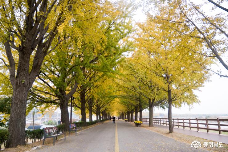 한국의 아름다운 길 100선 아산 은행나무 길 사진