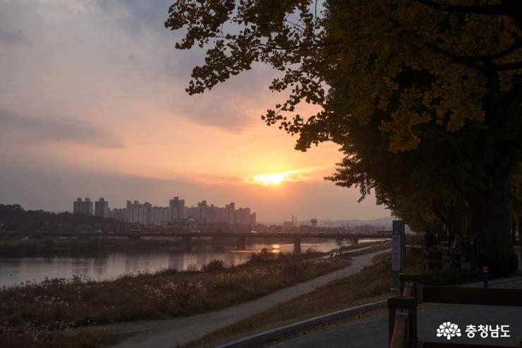 한국의 아름다운 길 100선 아산 은행나무 길 사진