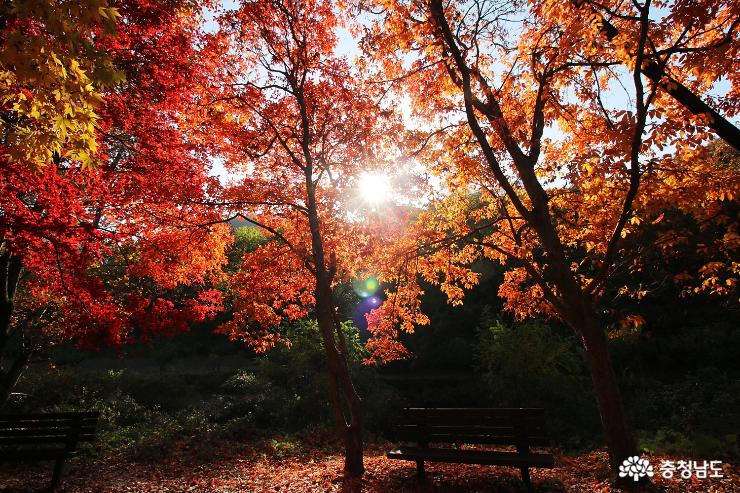 가을빛으로 가득한 갑사 사진