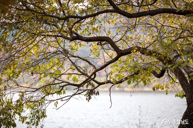 깊은 가을빛 감도는 아산 신정호 사진