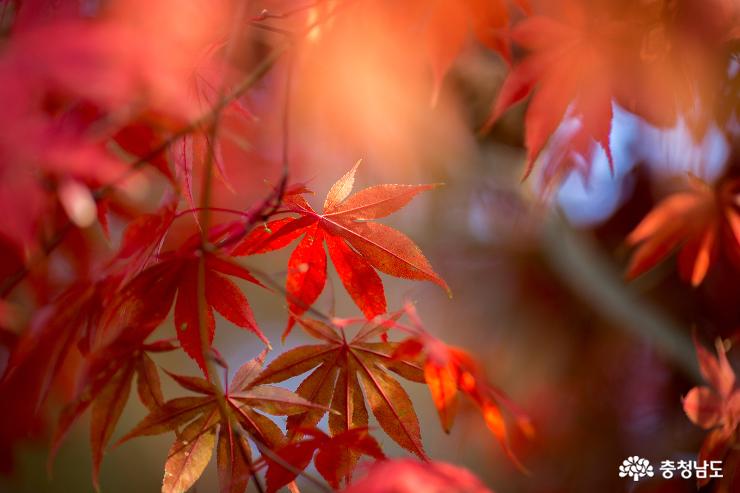 깊은 가을빛 감도는 아산 신정호 사진