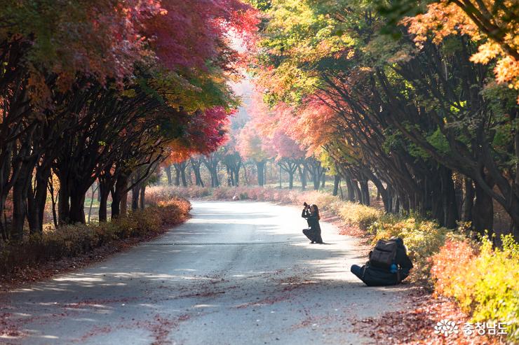 가을과 이별중인 독립기념관 단풍나무길 사진