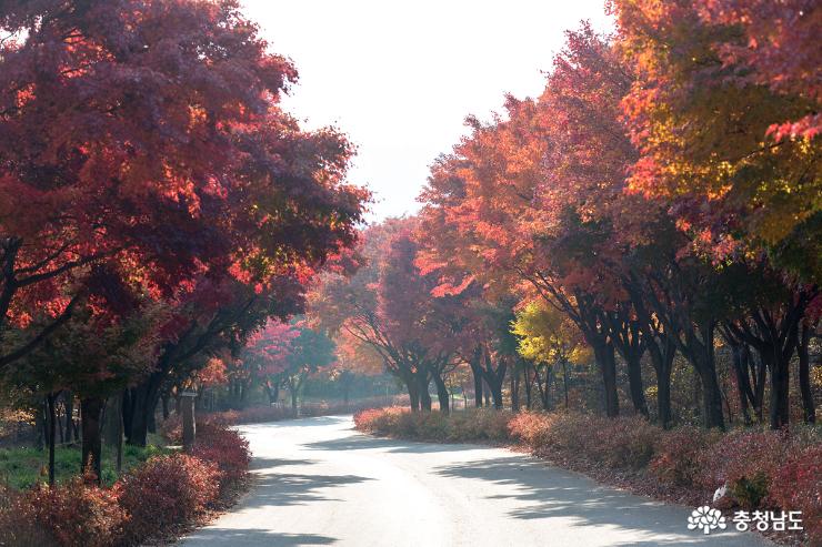 가을과이별중인독립기념관단풍나무길 6