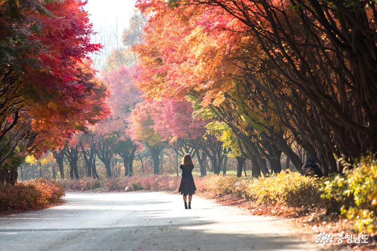 가을과 이별중인 독립기념관 단풍나무길 사진