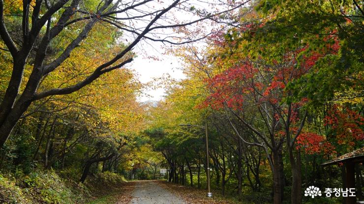 아름다운 가을숲, 용현자연휴양림