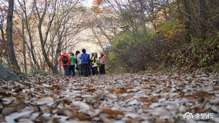 아름다운 가을숲, 용현자연휴양림 4