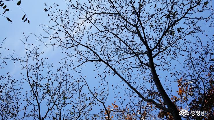 아름다운 가을숲, 용현자연휴양림 5