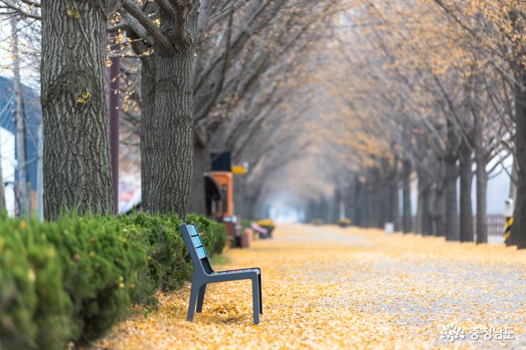 가을과겨울사이아산은행나무길 1