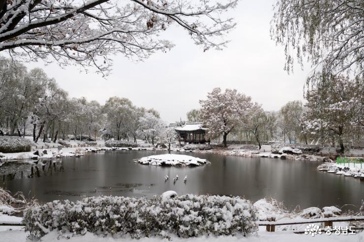 새하얀 눈이 내린 천안삼거리공원 사진