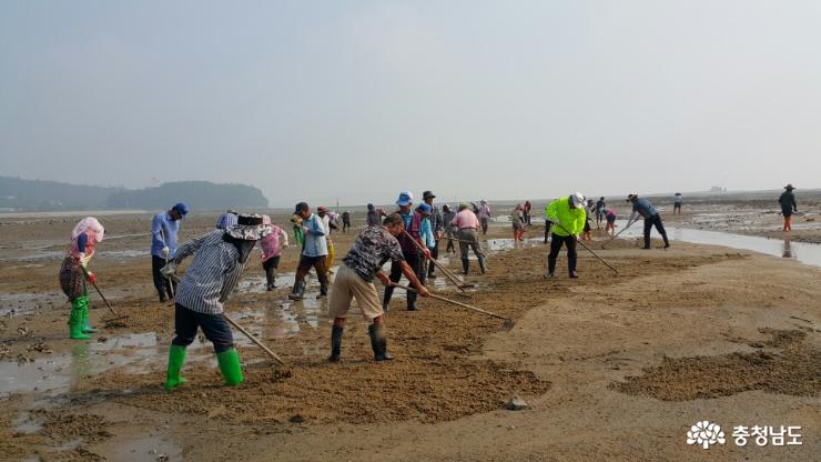 당산어촌계원들이 어장 정화를 위해 모래 살포 작업을 하고 있다. 