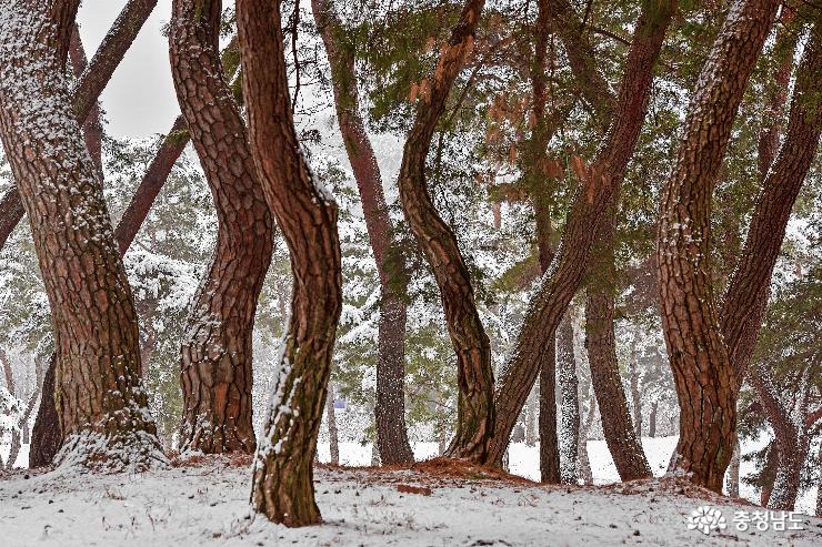 눈내린 하얀세상 고마나루 솔숲 사진