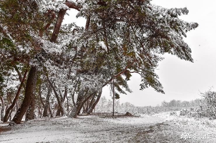 눈내린 하얀세상 고마나루 솔숲 사진
