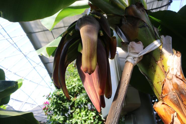 충남농업기술원 원예관에 바나나꽃이 피었어요