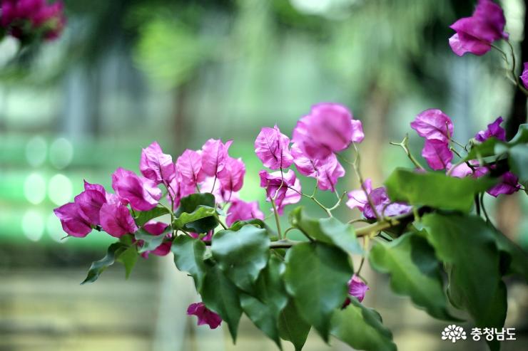 따뜻한곳으로의여행아산세계꽃식물원 18