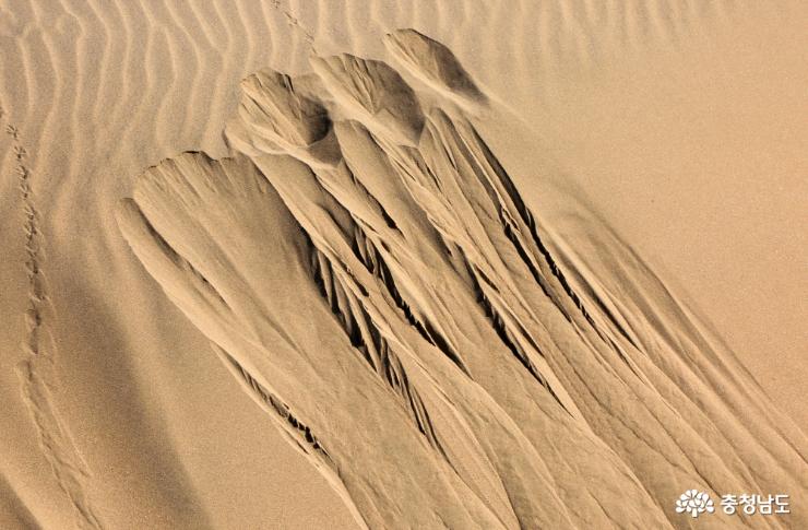 거대한 모래저장고 ‘신두리 해안 사구’ 사진