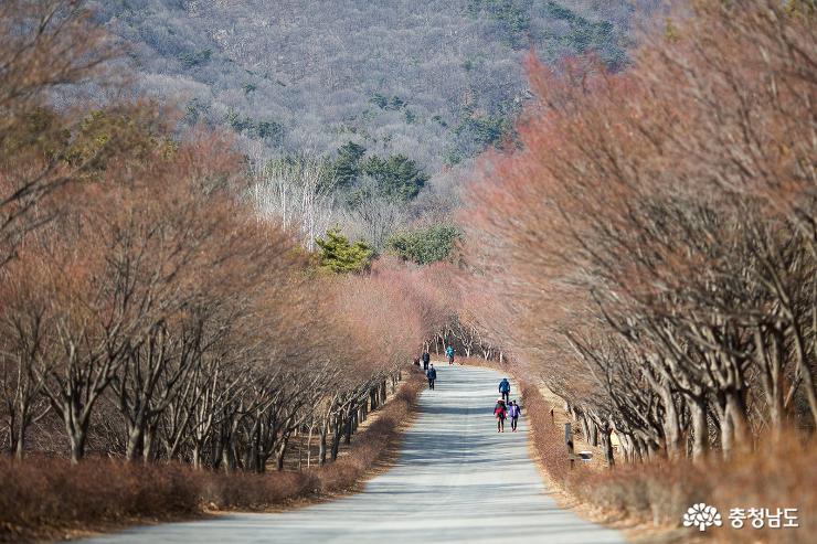 3월의 단풍나무숲길 사진