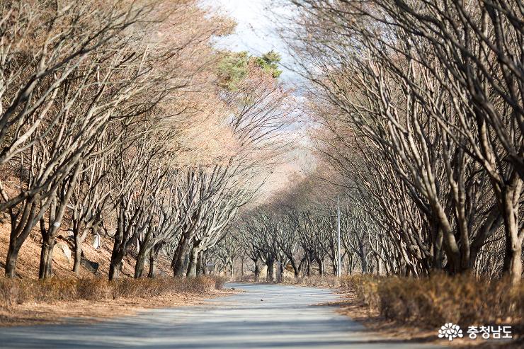 3월의 단풍나무숲길 사진